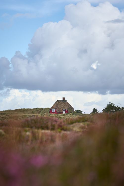 Free Picturesque thatched roof cottage amid wildflowers under a vast sky in Hvide Sande, Denmark. Stock Photo