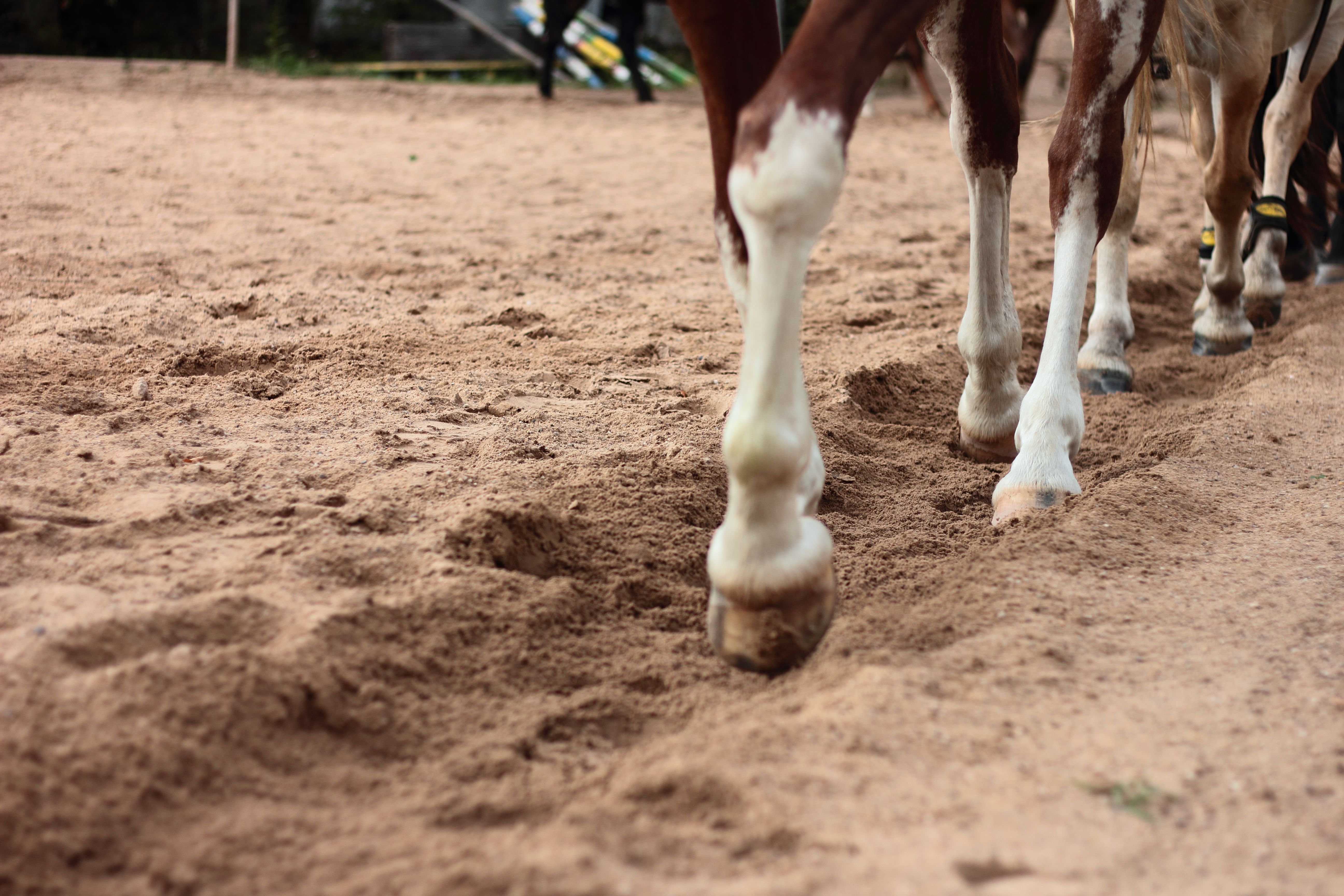 canker hoof horse