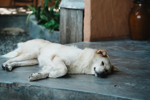 Free A tranquil scene of a dog sleeping on a concrete floor, capturing serene moments of life in Vietnam. Stock Photo