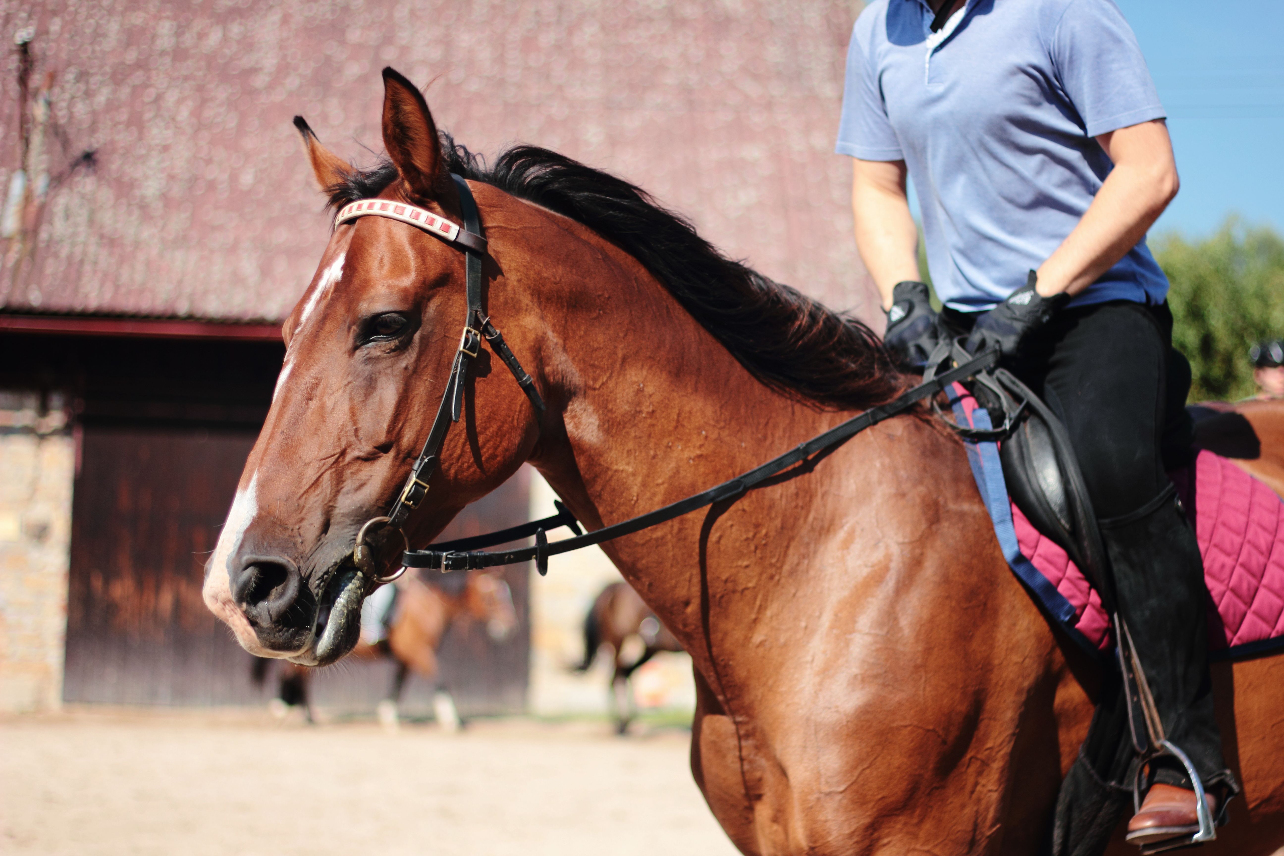 Close-up of a rider wearing gloves on a brown horse with tack outdoors on a sunny day.