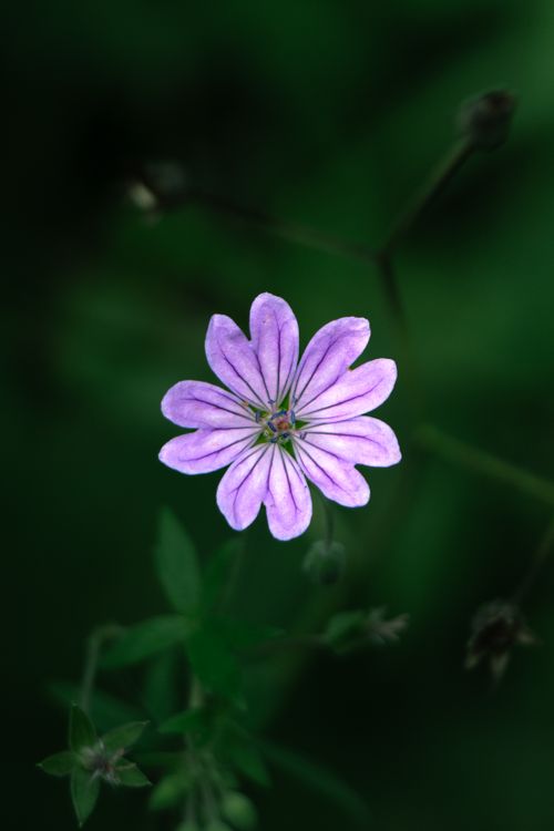 Free Close-up of a vibrant purple flower against a dark green background, highlighting its delicate petals. Stock Photo