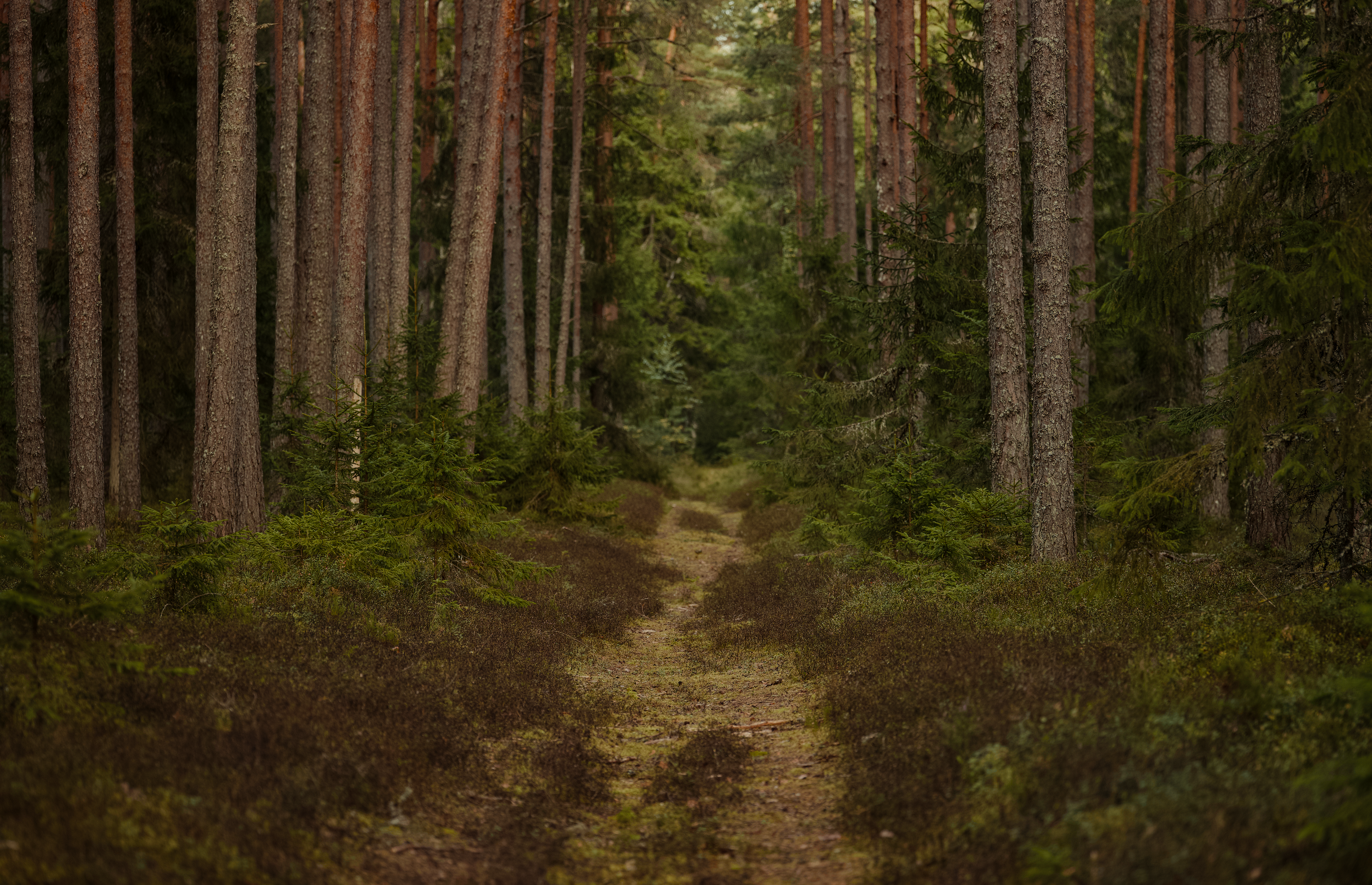 forest path two directions