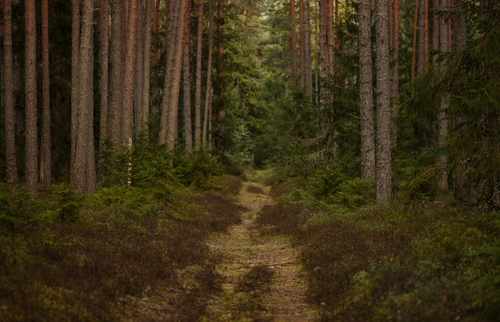 Free Explore a serene forest pathway surrounded by tall pine trees, perfect for nature enthusiasts. Stock Photo
