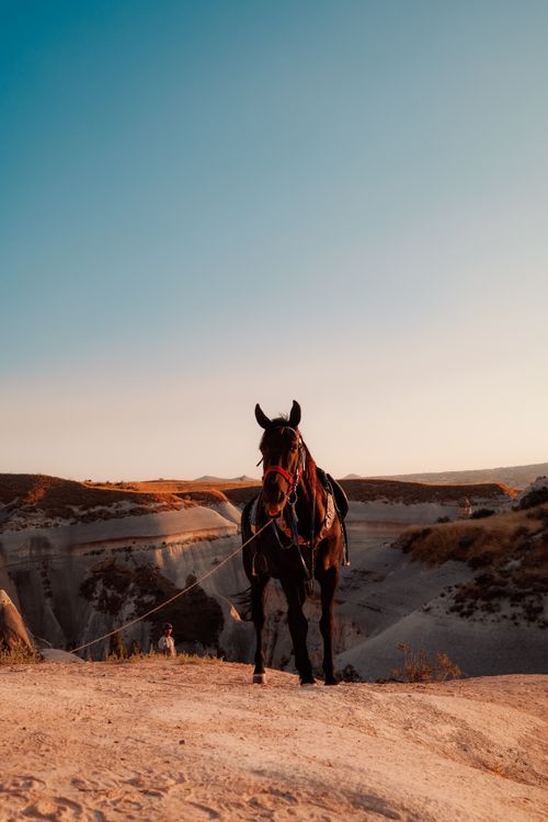 Free A solitary horse stands under a clear sky in the stunning Cappadocia landscape. Stock Photo
