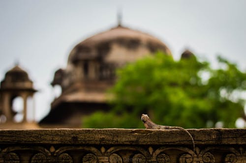 印度的顏色, 墓, 夏天 的 免費圖庫相片