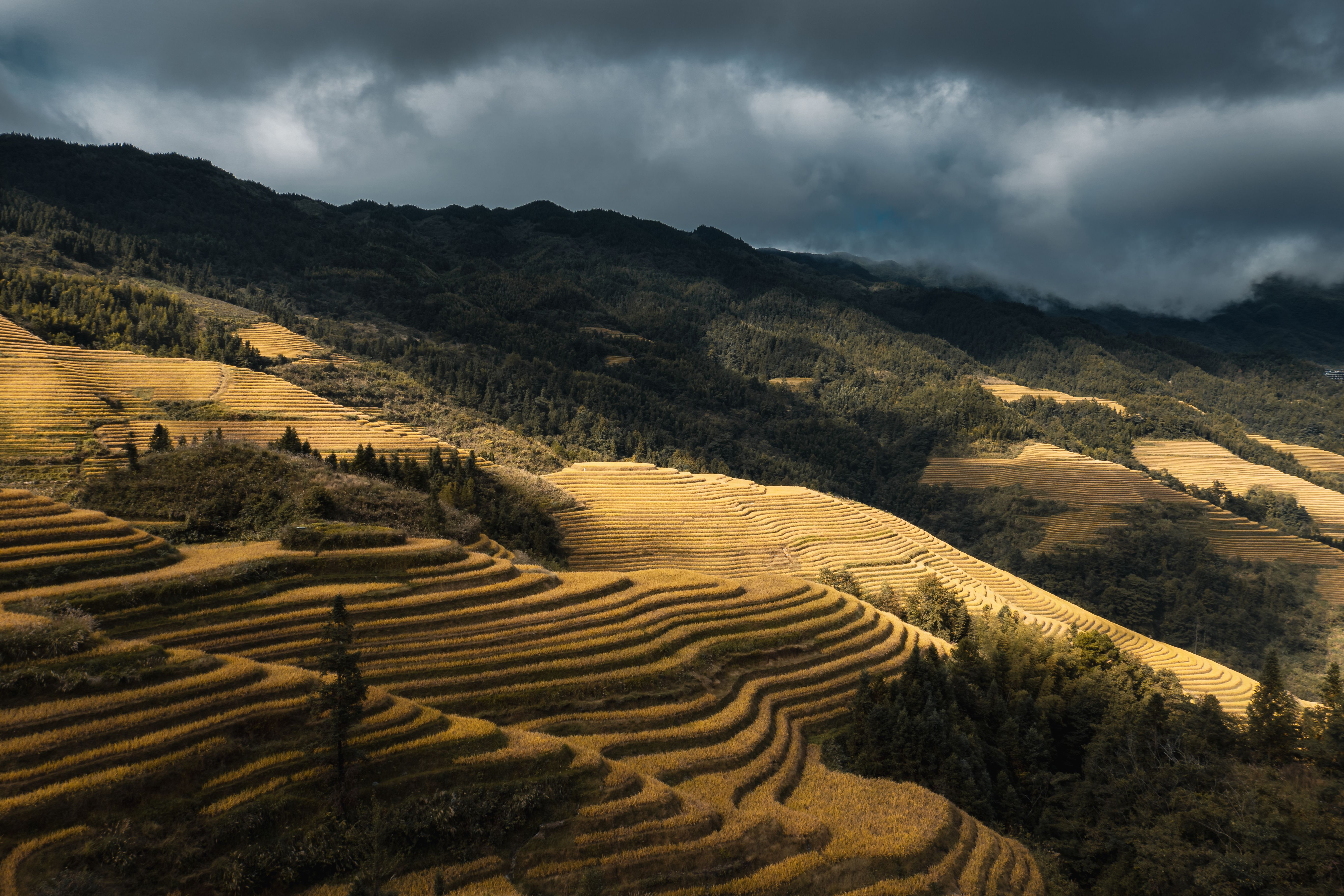 Majestic view of the Longji Rice Terraces in Guangxi, China, under dramatic clouds.