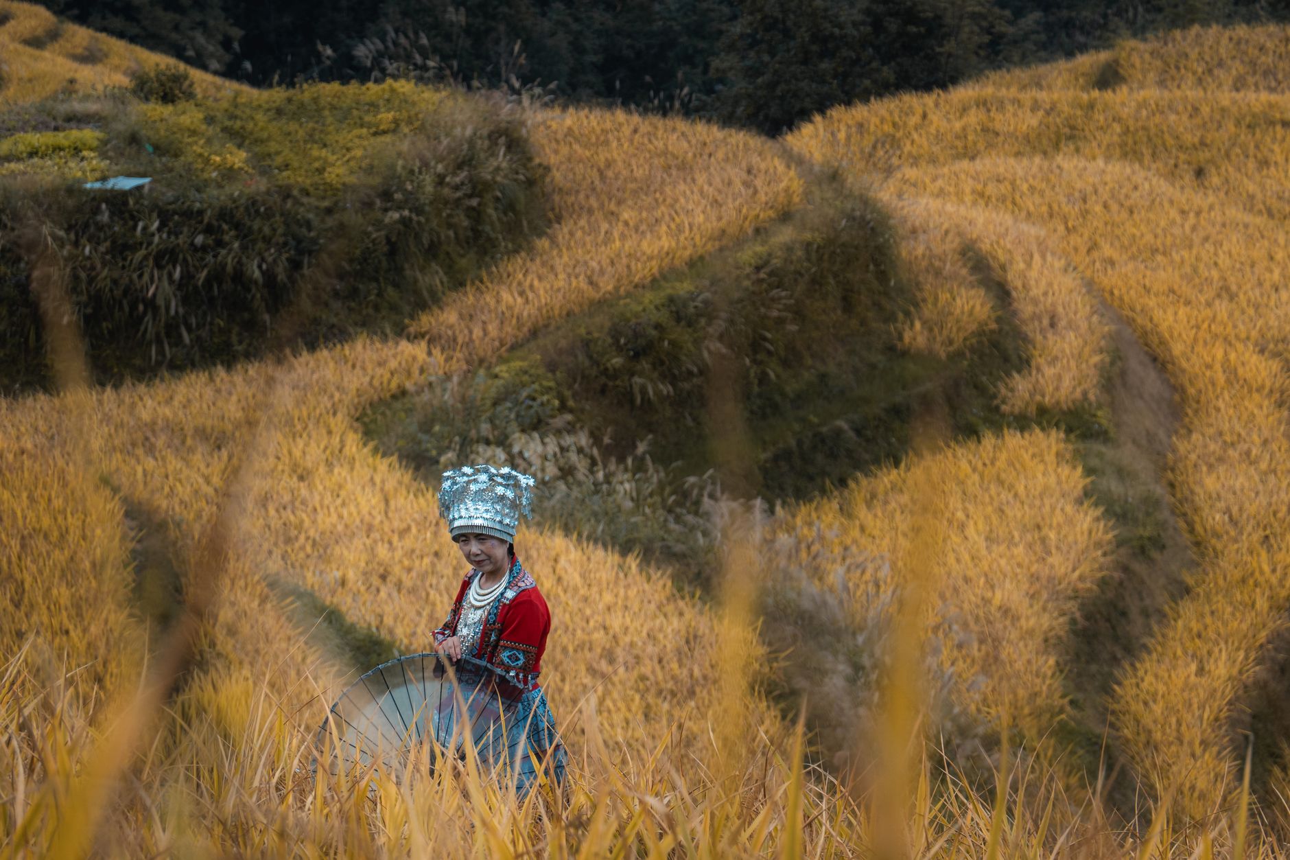 A Miao woman in traditional attire amidst golden rice terraces in Guilin, China.