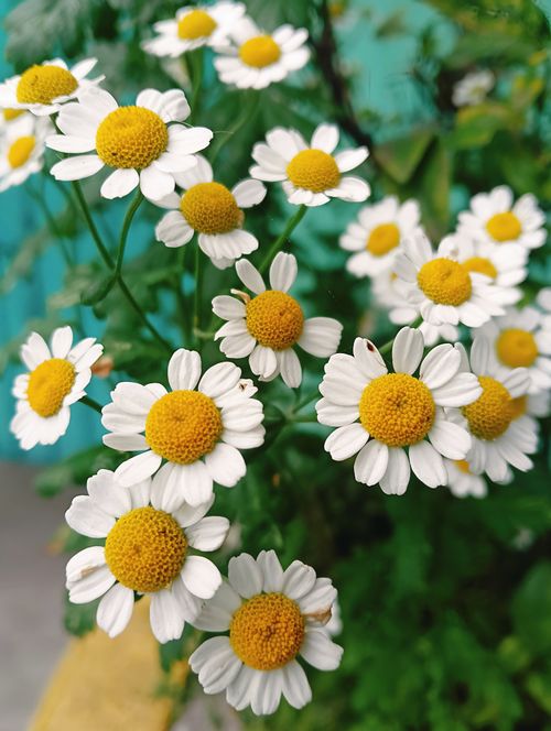 Free A cluster of vibrant chamomile flowers with a teal background captured outdoors. Stock Photo
