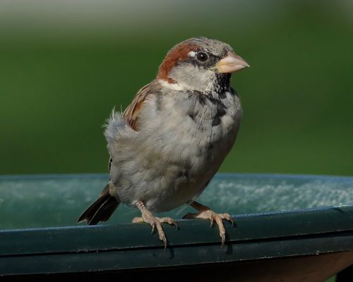 Free Detailed image of a house sparrow perched on a ledge in Athens, Alabama. Stock Photo