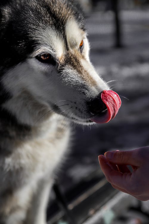 白色和黑色西伯利亚雪橇犬