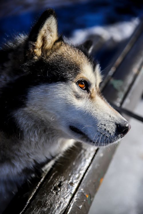 Photo Of A Siberian Husky