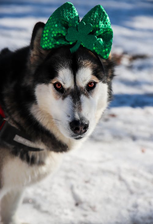 Black And White Siberian Husky With Green Ribbon On Head