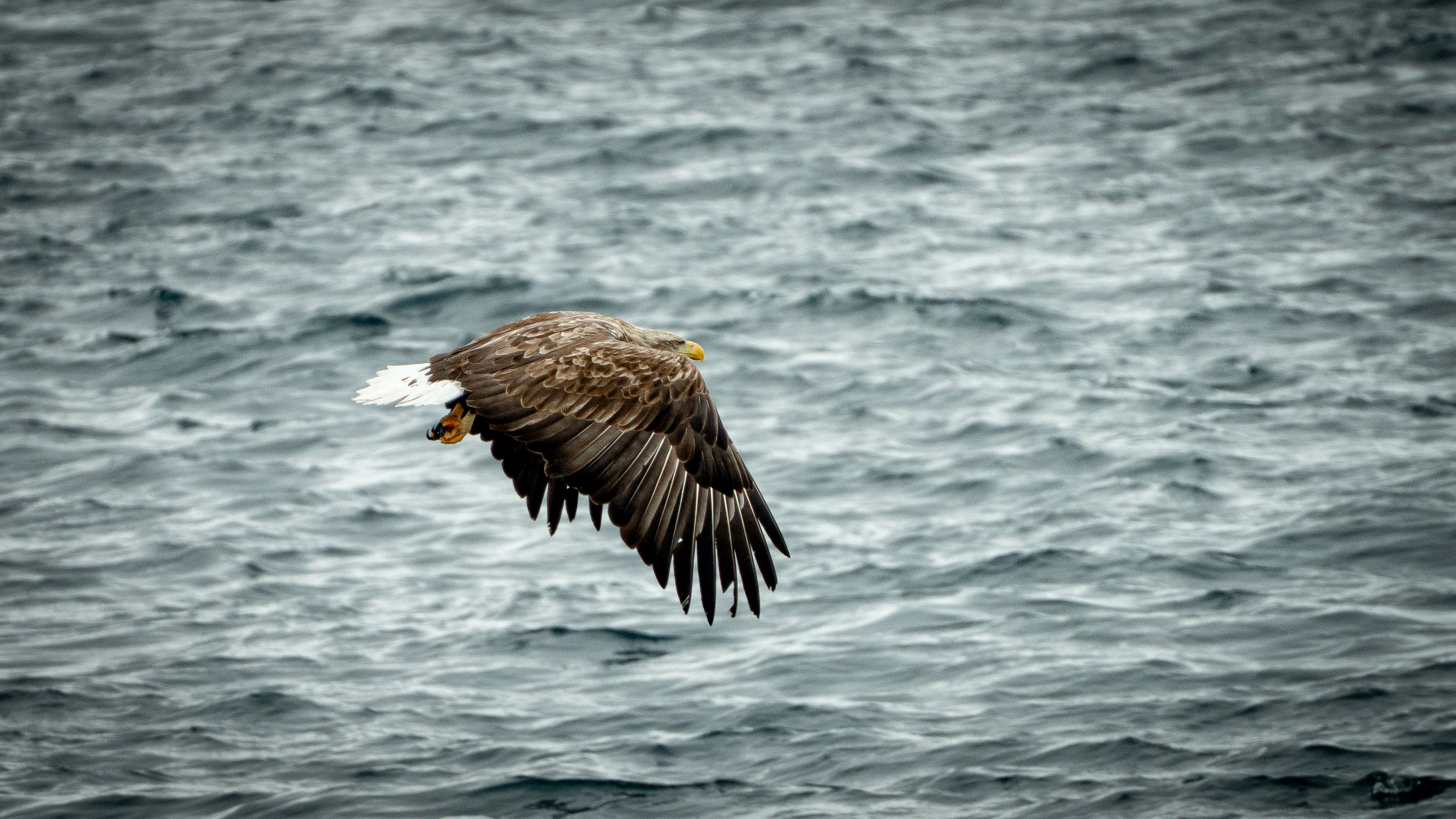 White-tailed sea eagle in flight over the ocean near Nuuk, Greenland.