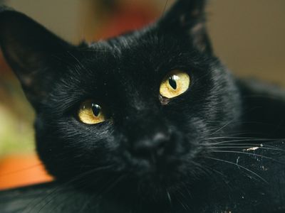 My Cat Barely Drank From Her Bowl. Here's How I Finally Got Her to Drink More Water.