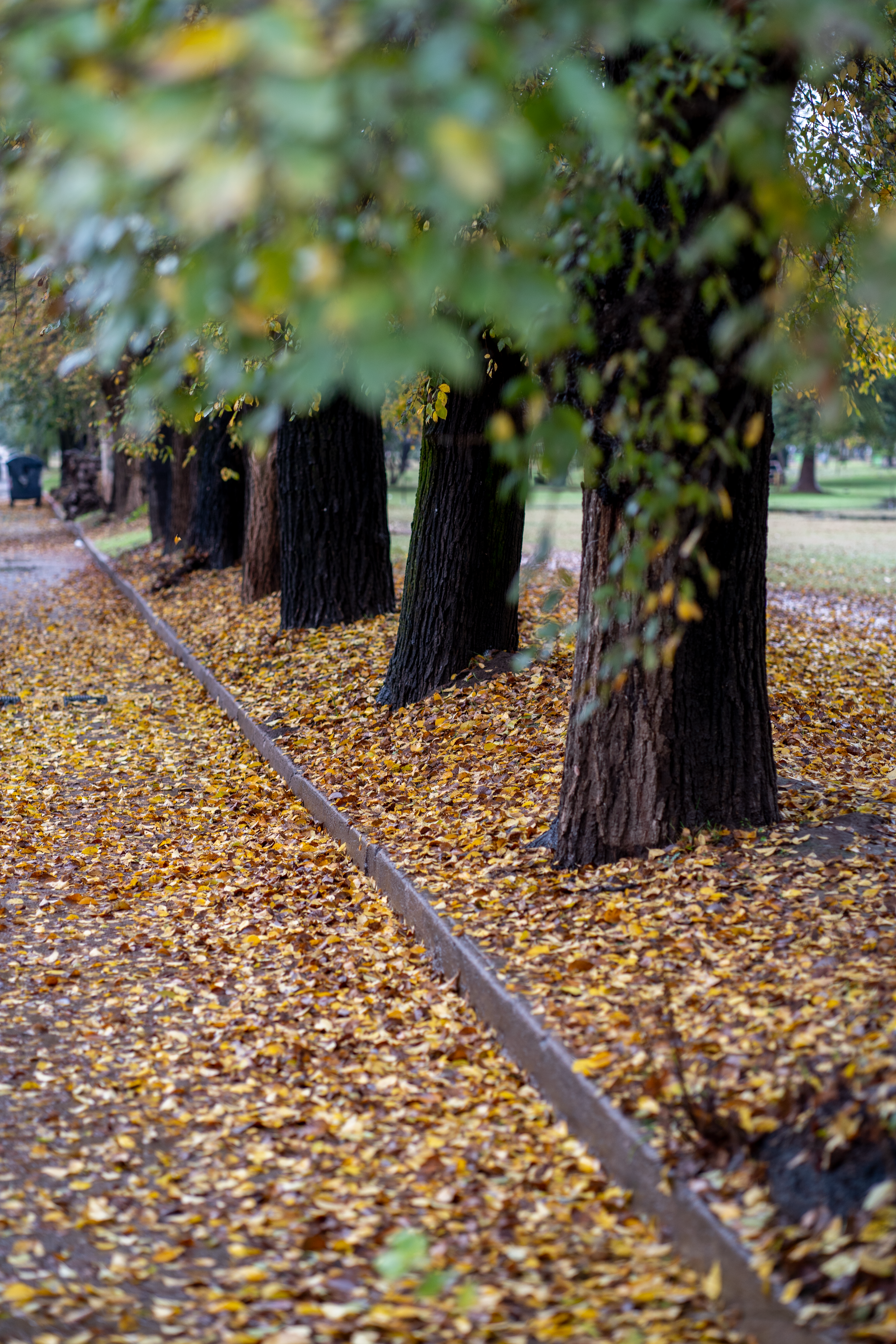 Fotomural Un sendero sereno bordeado de árboles y hojas otoñales caídas, que muestra la belleza de la naturaleza.