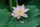 lotus blossom