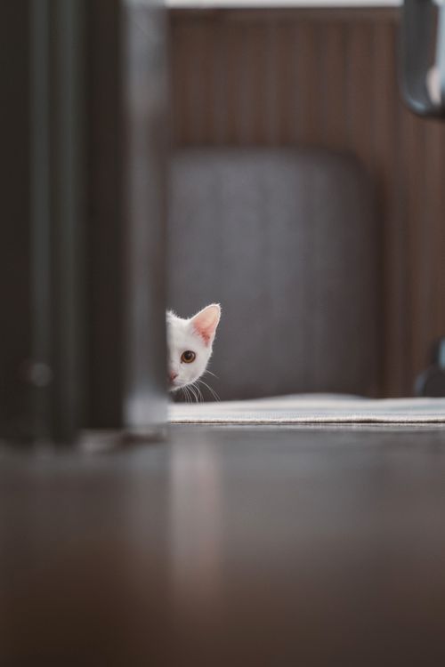 Free A playful white kitten peeks around a doorway in a soft-lit home interior, creating a cute and curious scene. Stock Photo