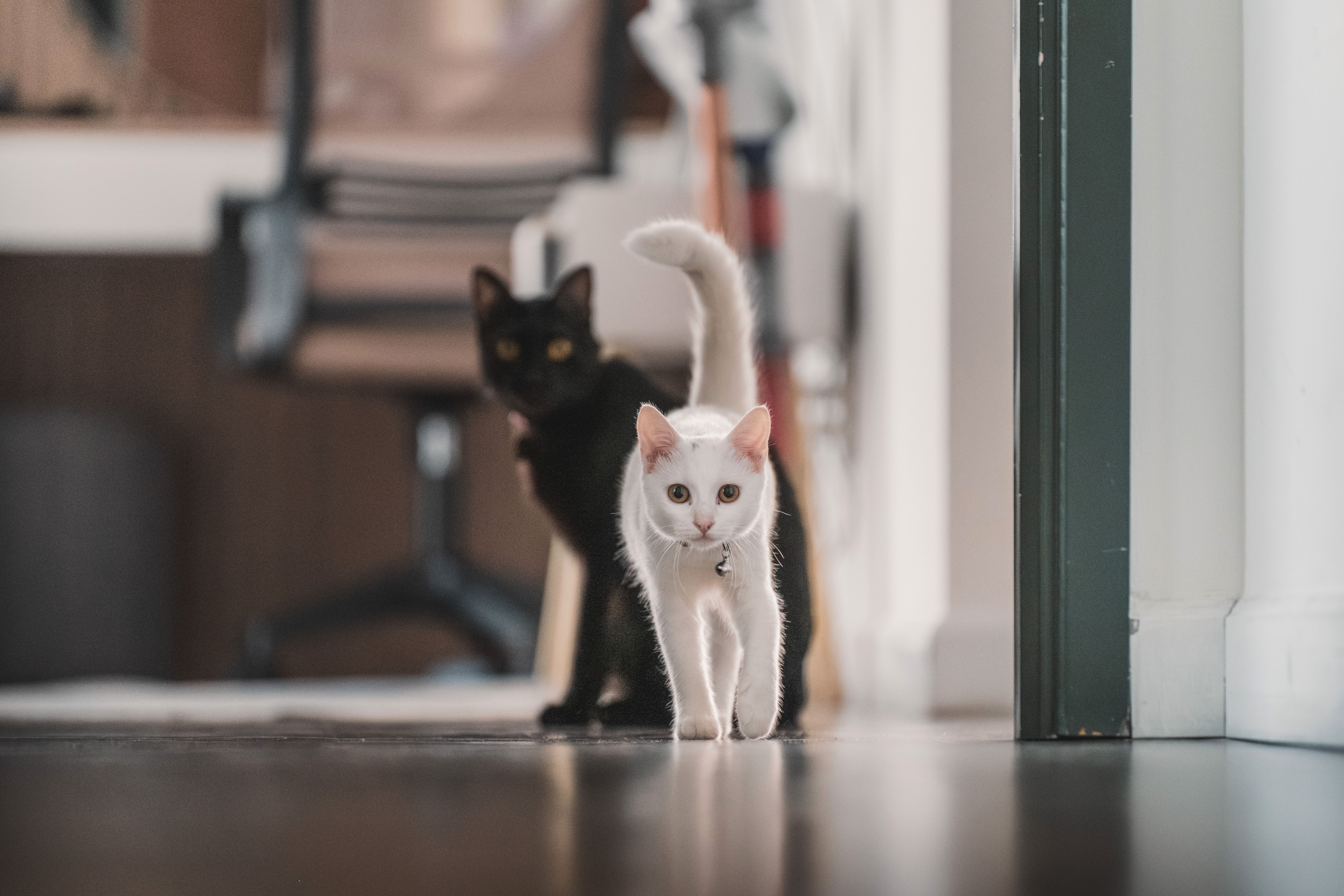 White cat with a small bell on its collar walking down a hallway toward the camera, a black cat just behind it
