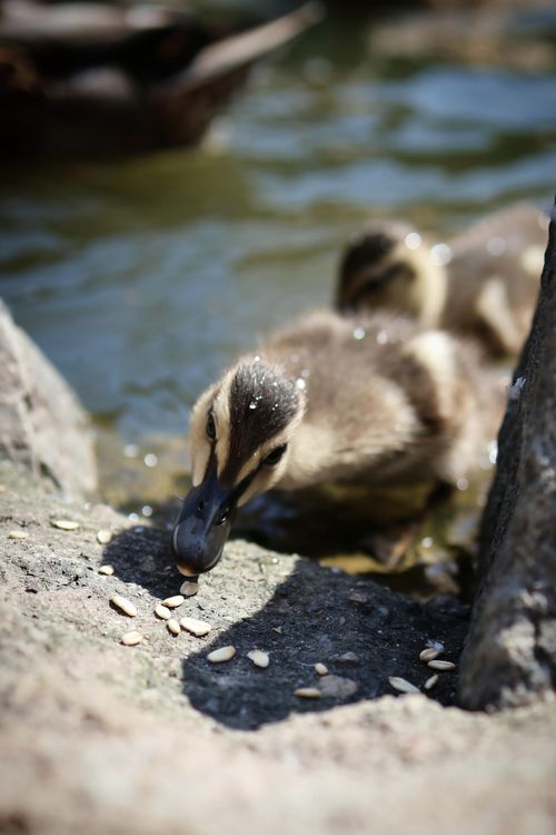 Free Cute ducklings nibbling seeds by a lakeside on a sunny day. Stock Photo