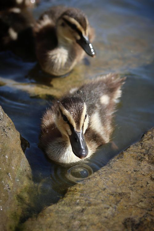 Free Cute ducklings swimming in a sunlit pond, creating ripples in the water. Stock Photo