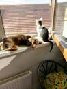 窗前，一只猫和一只狗晒着阳光，展现出和谐的家庭生活