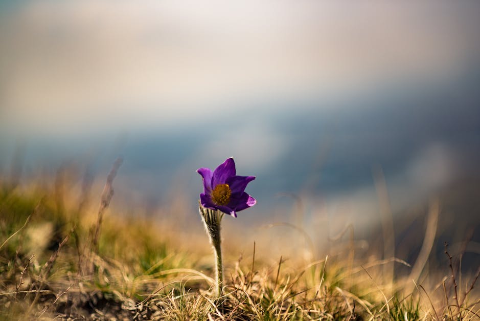 Free stock photo of Одинокий цветок