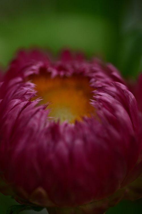 Free Macro shot of a vibrant pink red strawflower, highlighting its intricate petal details. Stock Photo