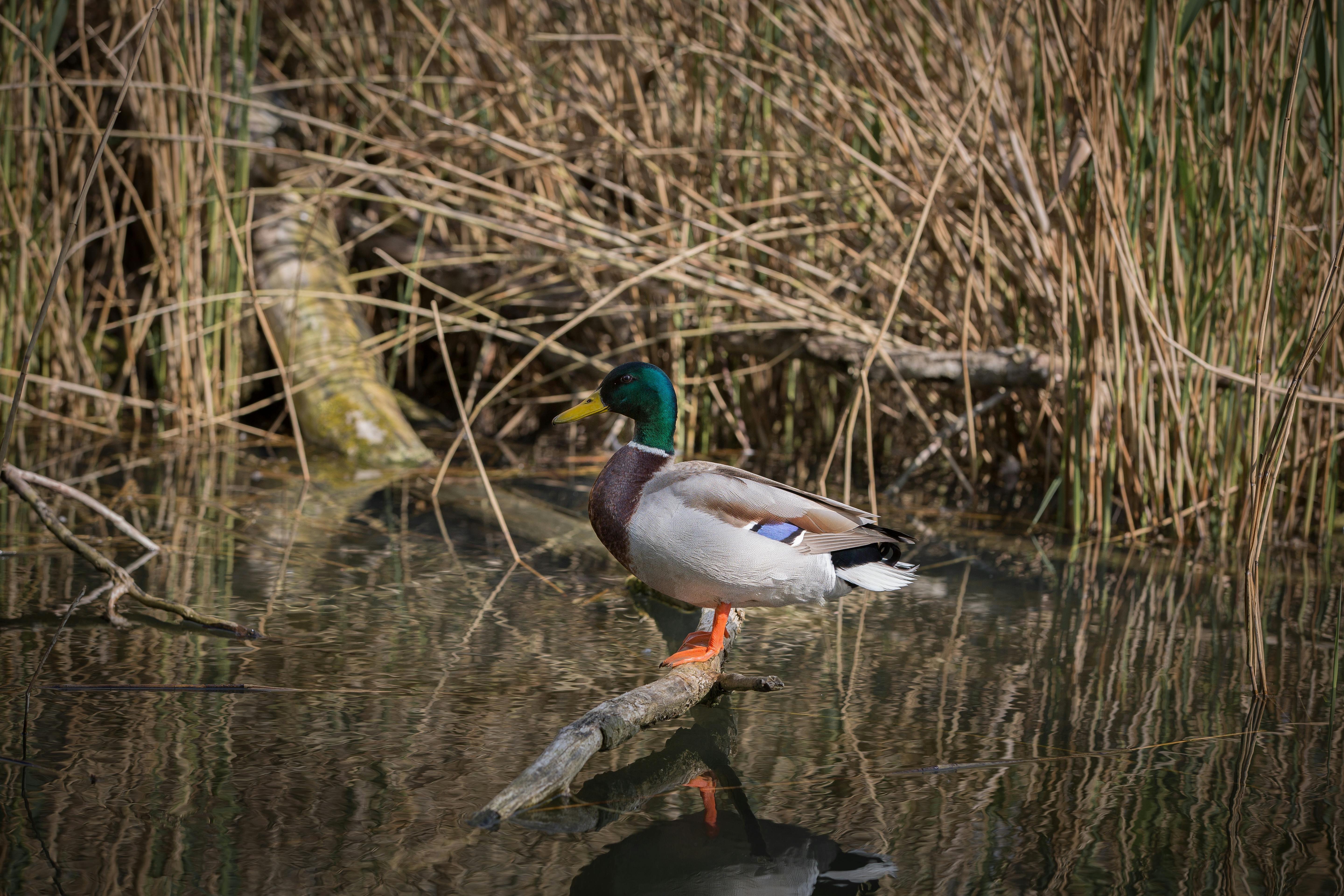 Kostenloses Foto Zum Thema: Enten, Natur, Roggenmatten