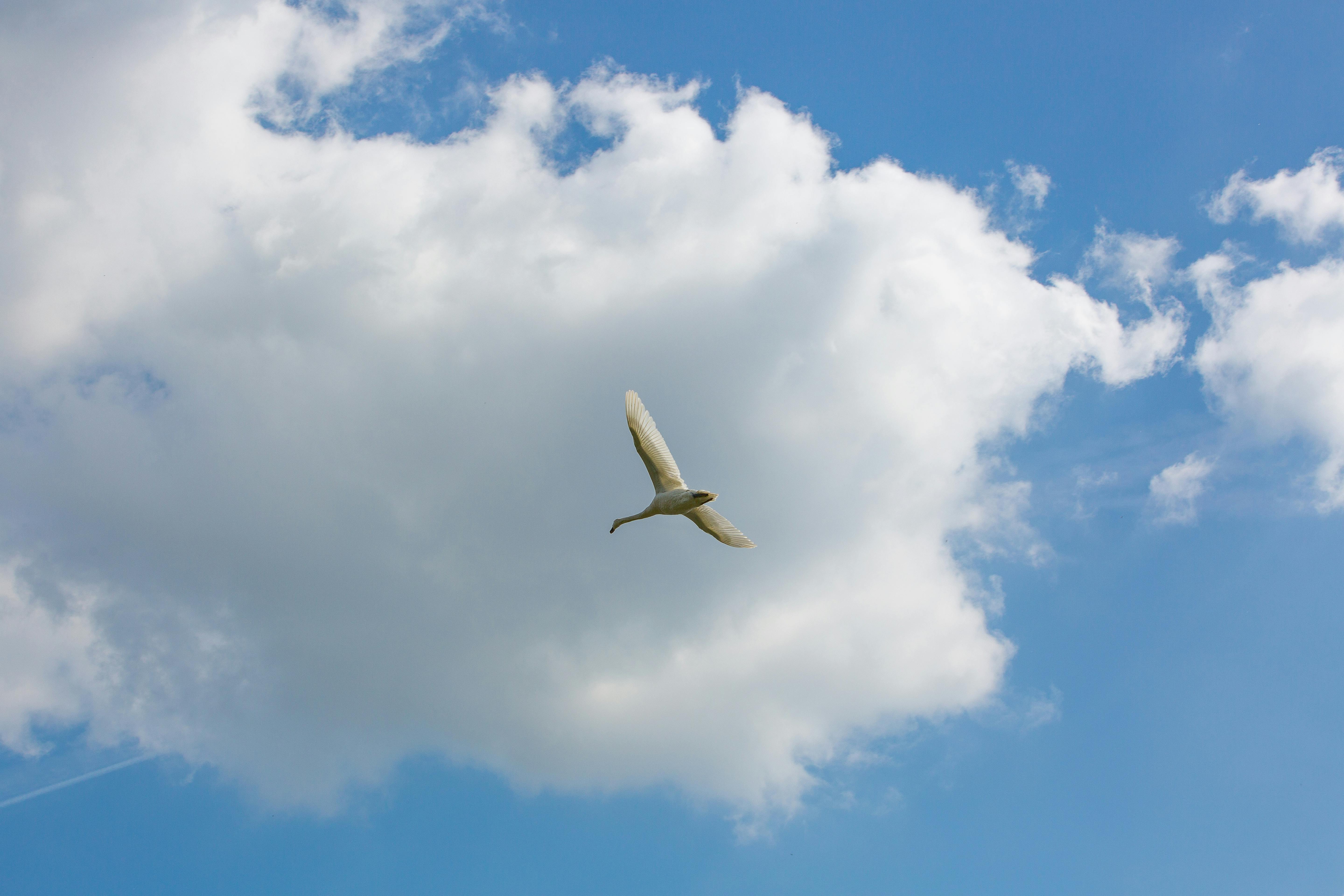 Free stock photo of blue sky, white swan