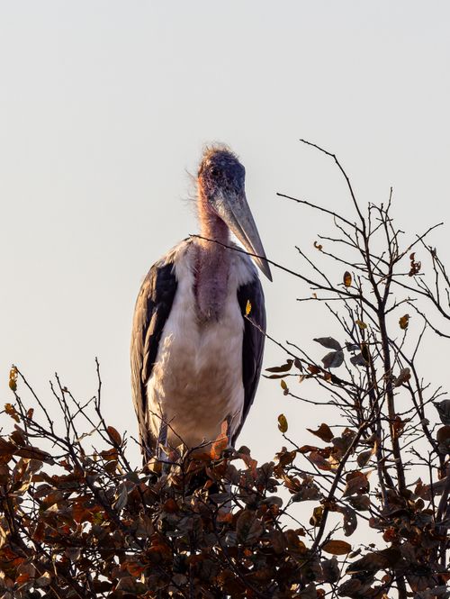 Free A stunning marabou stork sits atop a tree, surrounded by branches against a neutral sky. Stock Photo