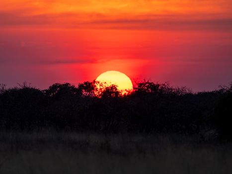 Stunning sunset over African savanna with vibrant red and orange sky.