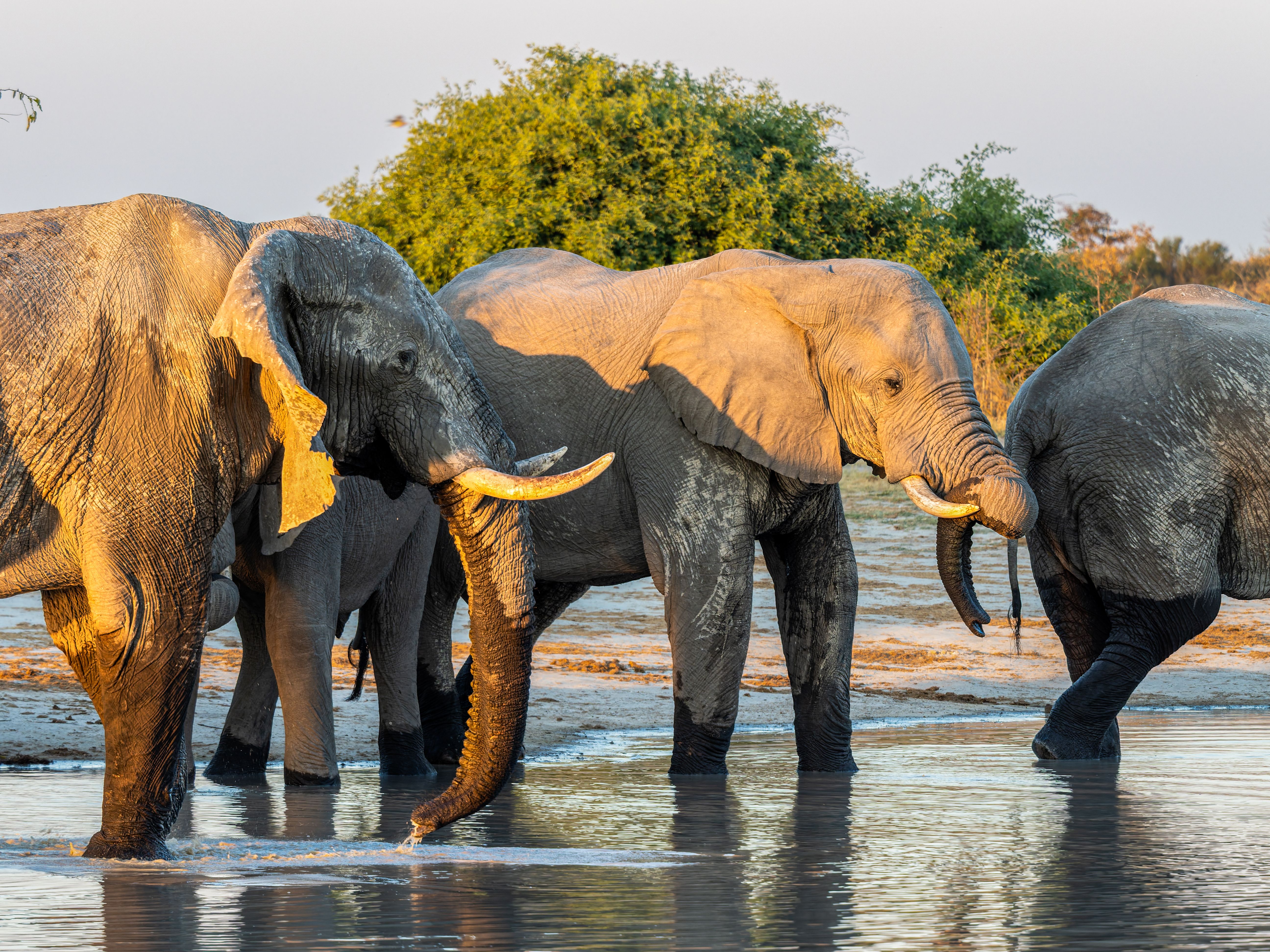 A group of African elephants enjoying a watering hole at sunset, surrounded by lush greenery.
