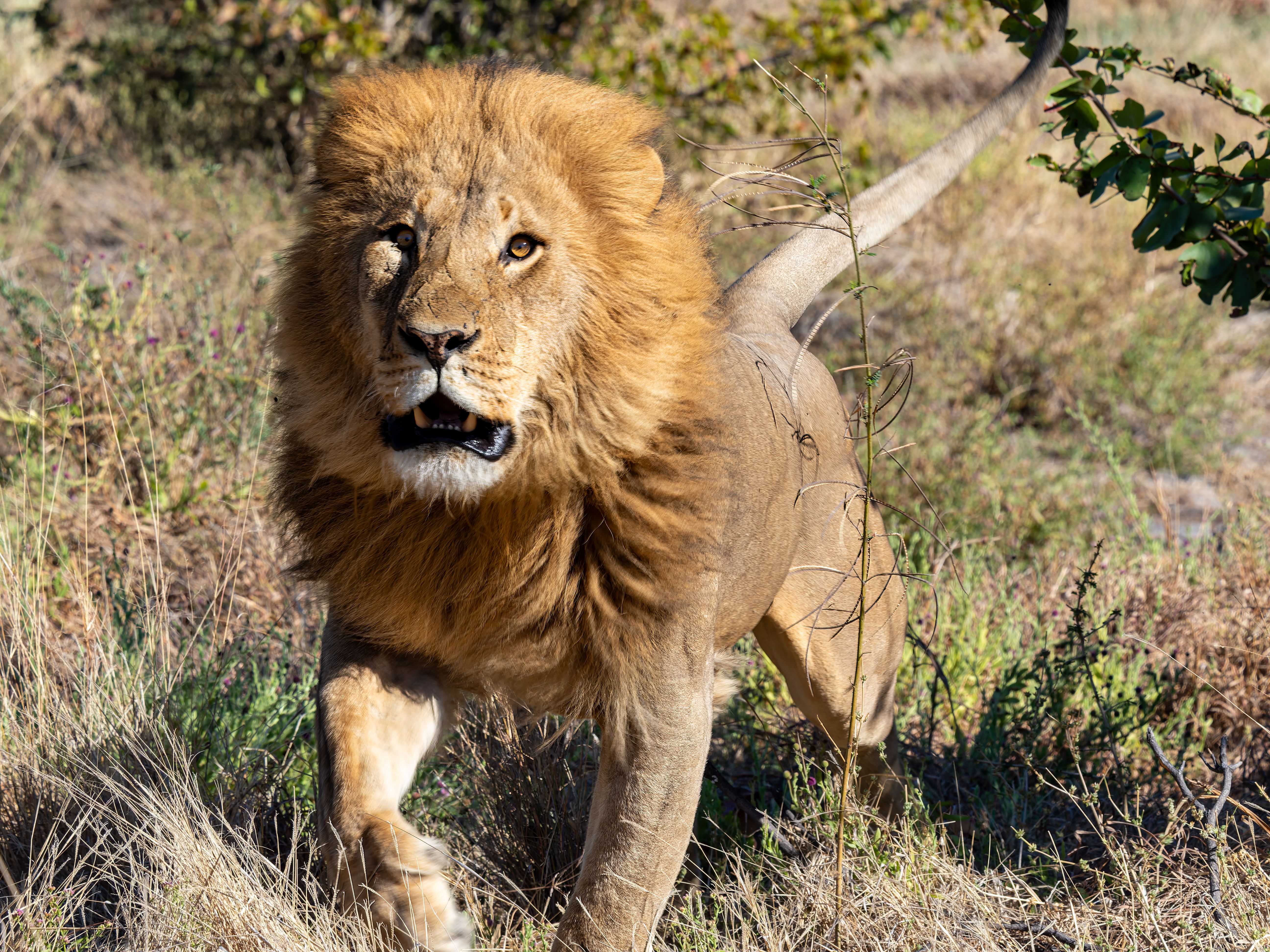 A powerful adult lion confidently strides through the wild grasslands, showcasing natural beauty and strength.