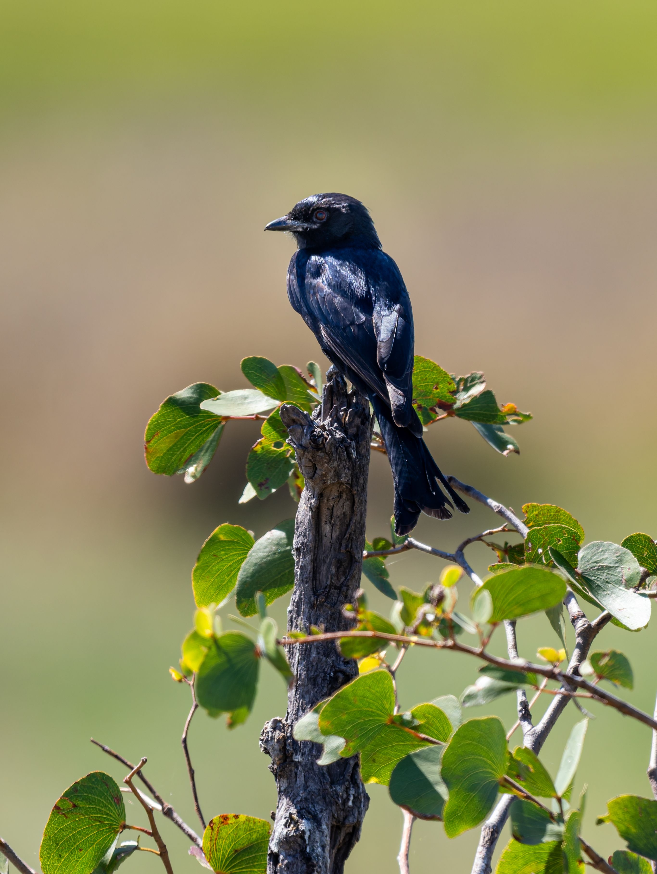 A Black Drongo perched on a leafy branch in a natural setting, showcasing vibrant green leaves.
