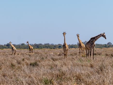 Group of giraffes grazing in the vast African savannah during daytime.