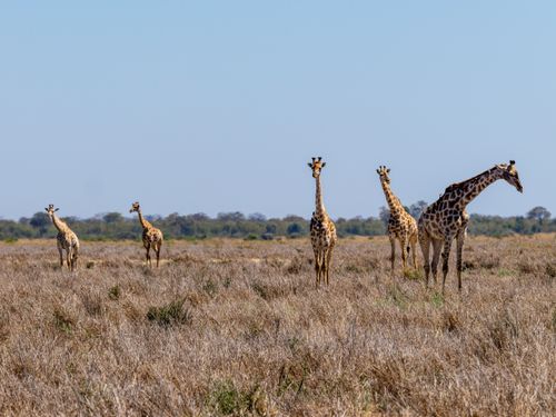 Free Group of giraffes grazing in the vast African savannah during daytime. Stock Photo