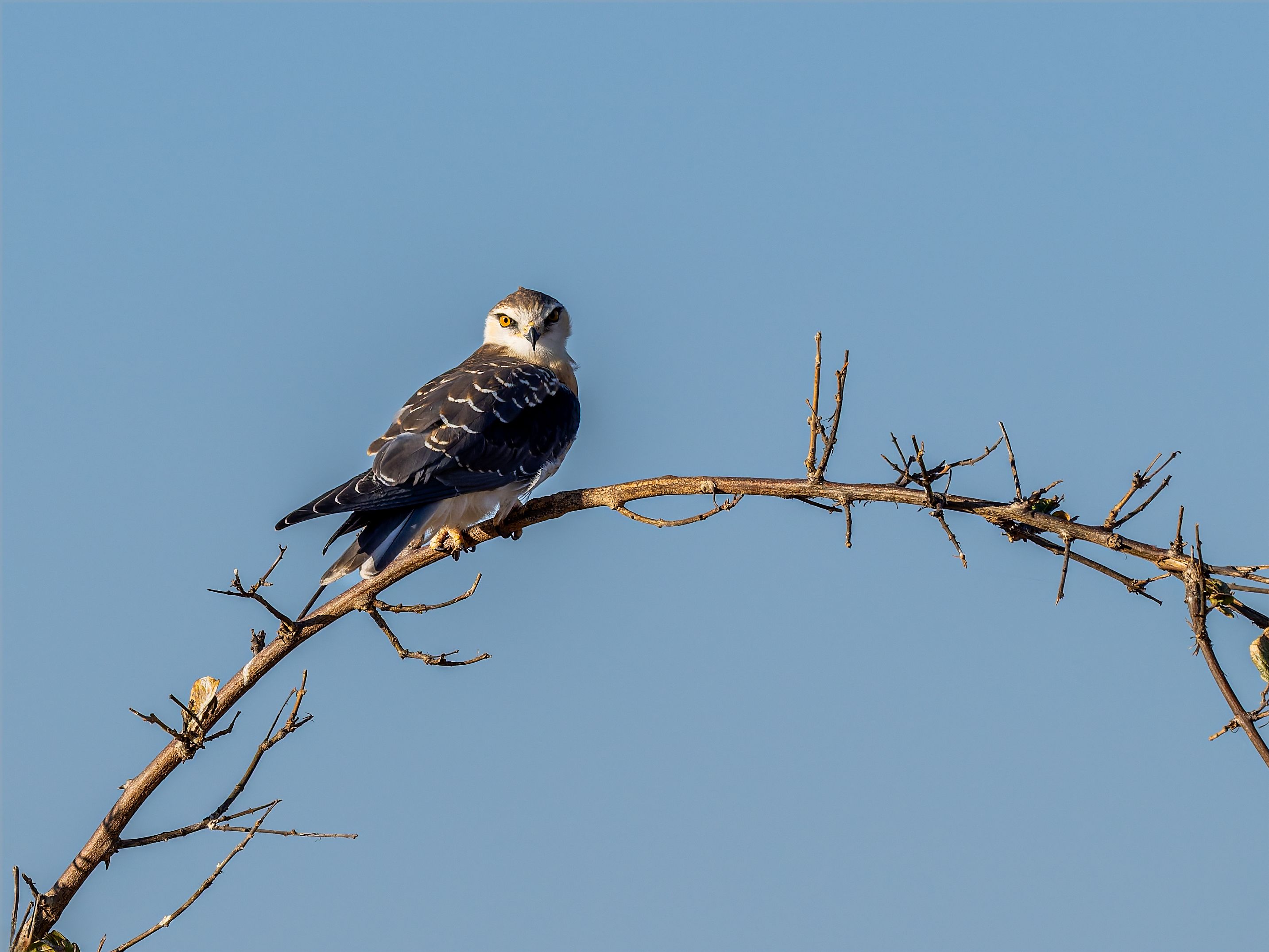 A black-shouldered kite perched on a curved dry branch against a clear blue sky.