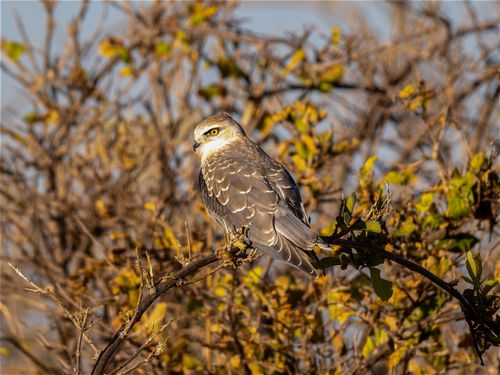 Free A juvenile eagle sits gracefully on a tree branch, surrounded by lush foliage and warm sunlight. Stock Photo