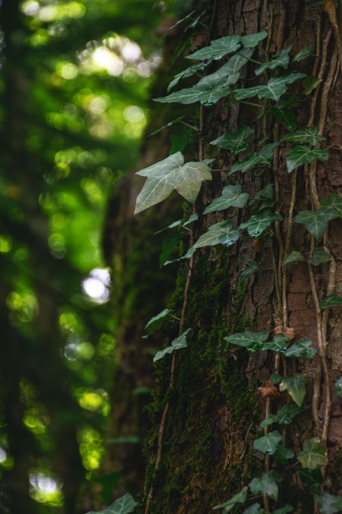 Free Vibrant green ivy vines gracefully climb a moss-covered tree trunk in a serene forest setting. Stock Photo