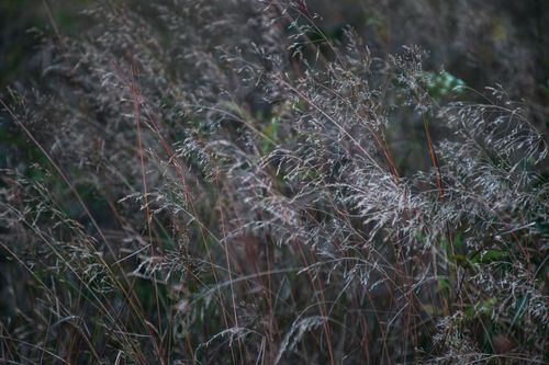 Free Detailed close-up of wild grass showcasing delicate textures and patterns. Stock Photo