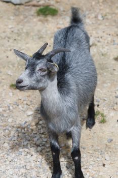 A grey goat with horns stands on rocky ground, showcasing its natural surroundings.