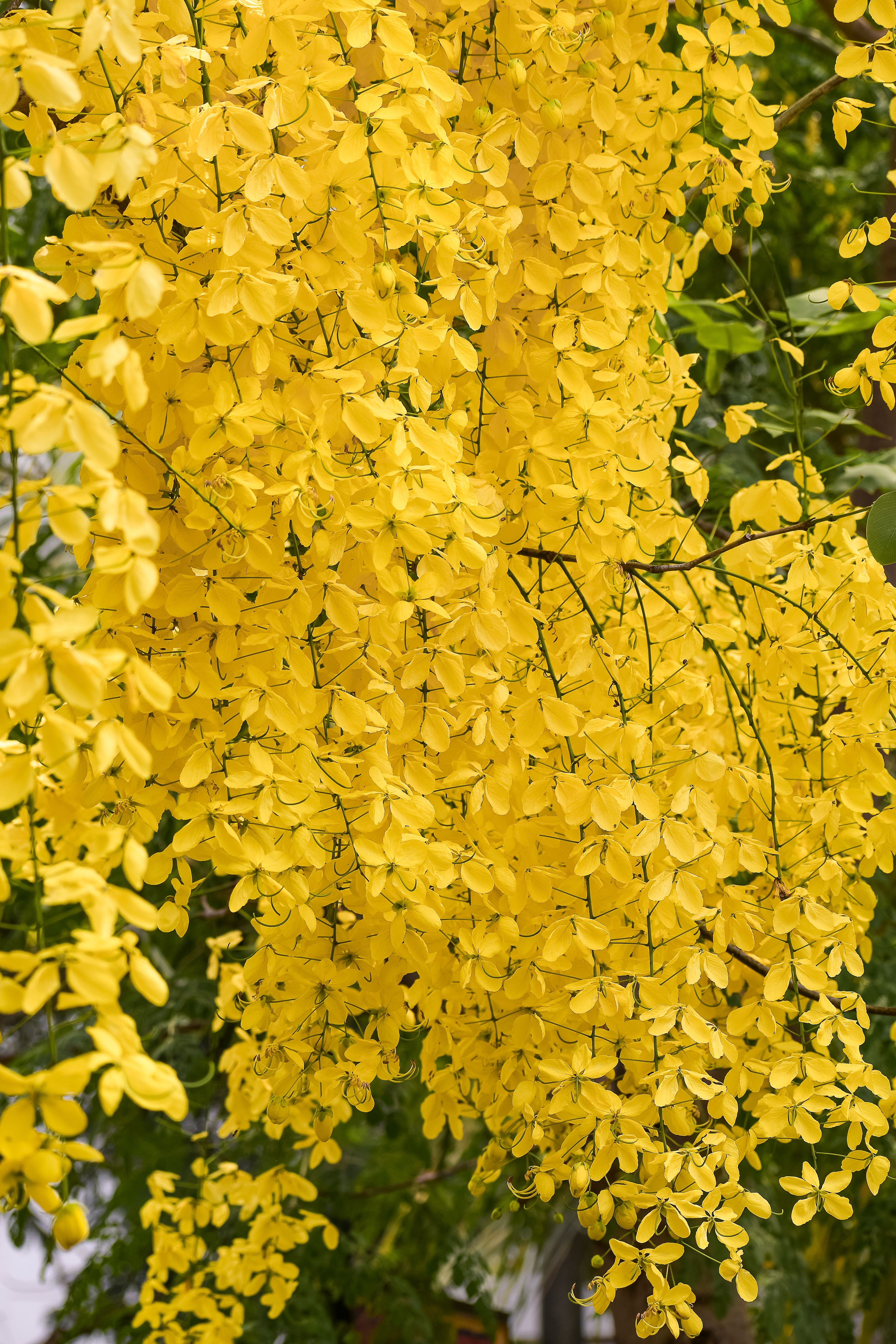 Vibrant clusters of the golden shower tree (Cassia fistula) in full summer bloom.