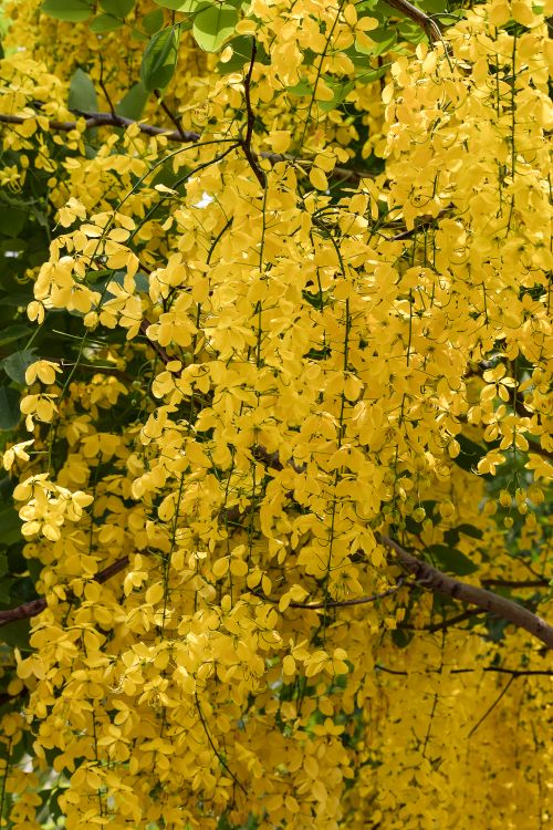 Free Stunning golden shower tree (Cassia fistula) in full bloom with vibrant yellow cascading flowers. Stock Photo