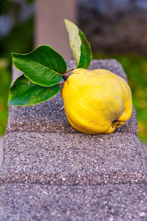 Free Close-up view of a ripe quince with green leaves resting on a stone surface outdoors. Stock Photo