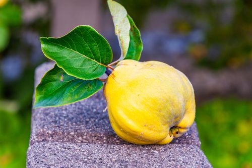 Free Close-up of a ripe quince fruit with green leaves resting on a concrete surface outdoors. Stock Photo