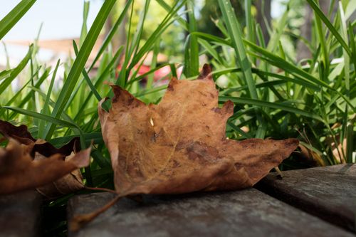 Free A detailed shot of a brown autumn leaf resting on a wooden deck with green grass in the background. Stock Photo