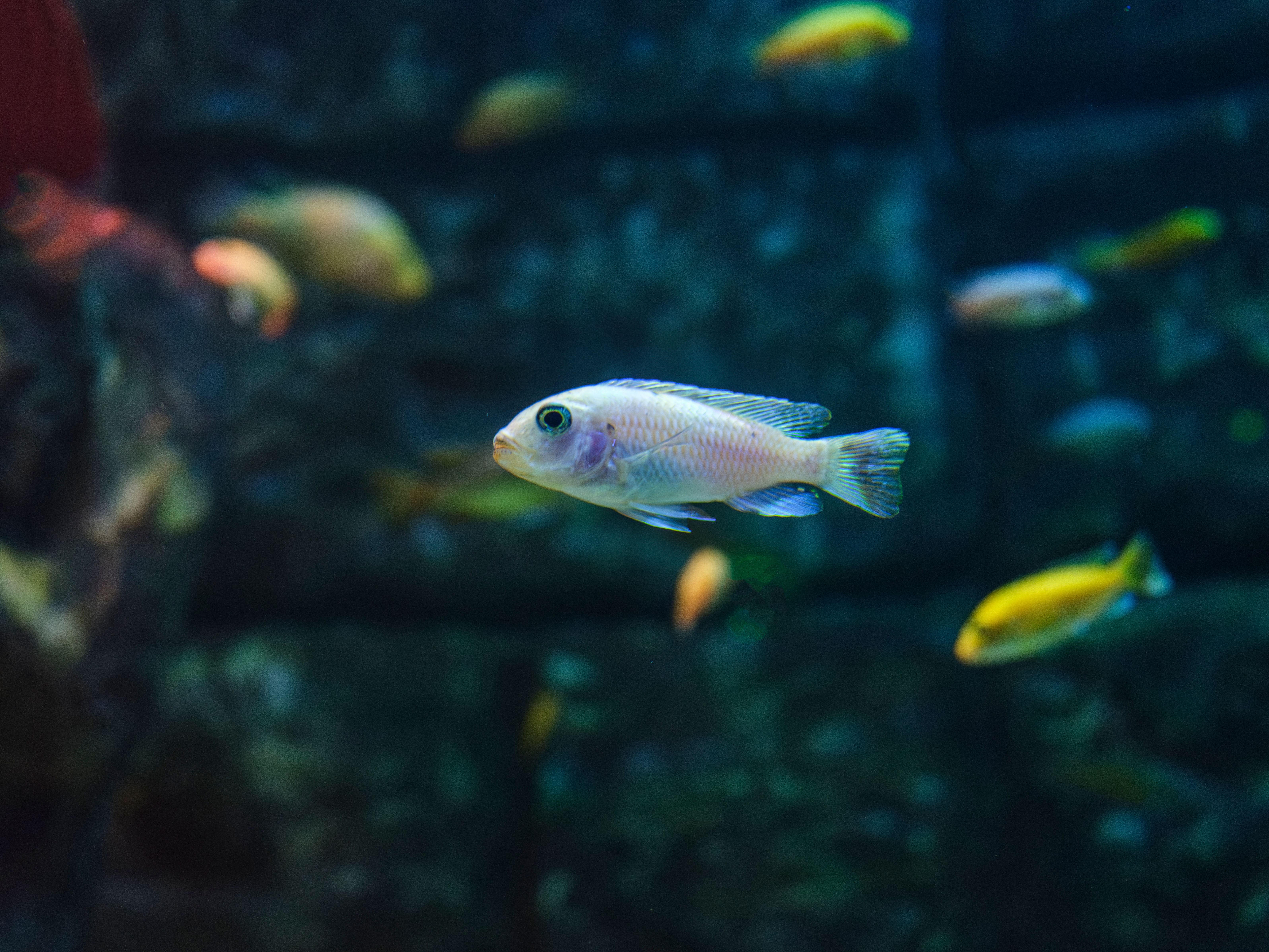 Colorful tropical fish swimming peacefully in an exotic aquarium setting.