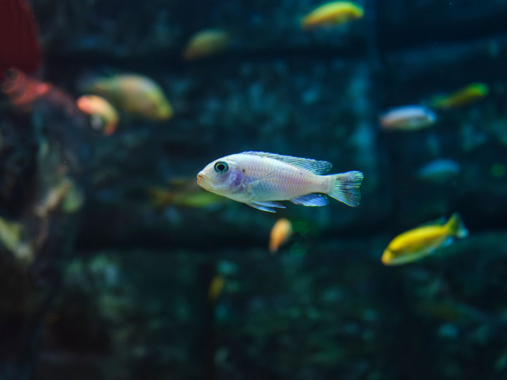 Colorful tropical fish swimming peacefully in an exotic aquarium setting.