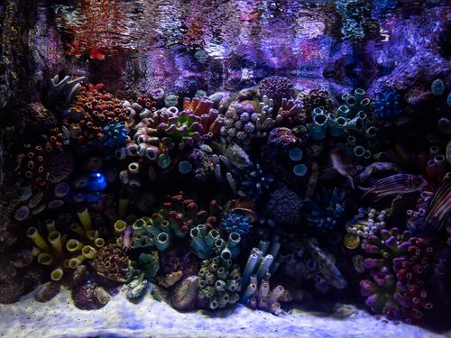 Free A colorful display of diverse coral types in a vibrant aquarium setup with tropical fish. Stock Photo