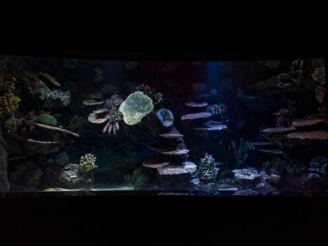 Stunning underwater view of a colorful coral reef aquarium, showcasing marine biodiversity.